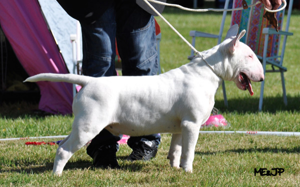 bull kennels